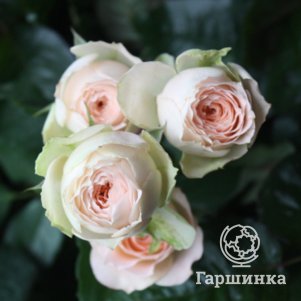 

Роза Павлова