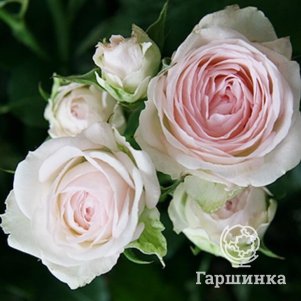 

Роза Порселейн Лейс