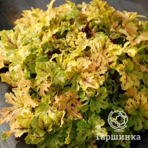 

Гейхерелла Спайси Лайм