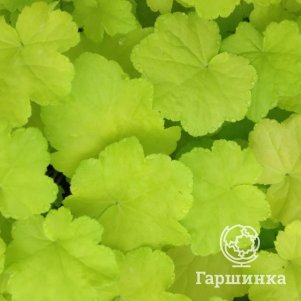 

Гейхера Цитронелл