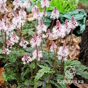 

Тиарелла Энжел Вингс