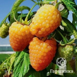 

Малина Альт Голд (желтая) ремонтантная