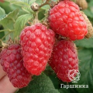 

Малина Изобильная Казакова ремонтантная