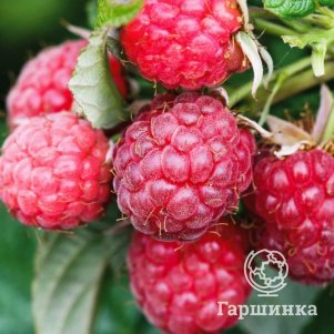 

Малина Королевский пингвин ремонтантная