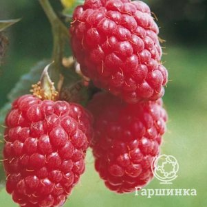 

Малина Красная Королева