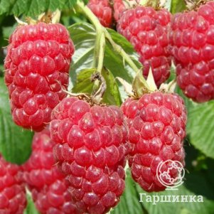 

Малина Терентий