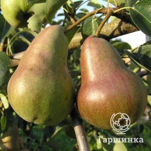 

Груша Брянская красавица