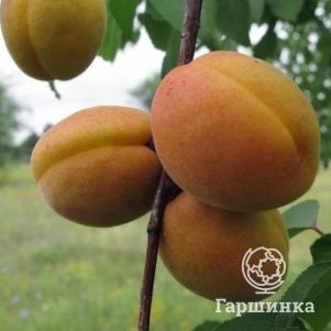 

Абрикос Сибирский Королевский