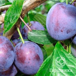 

Слива Венгерка Московская