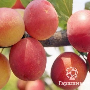 

Слива Персиковая Мичурина