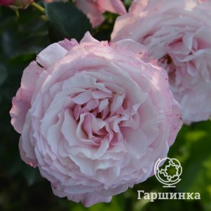 

Роза Розенфасцинацион, Топалович