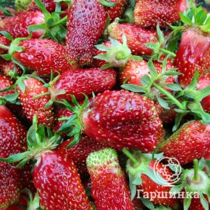 

Земляника садовая Купчиха