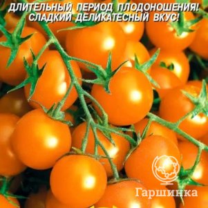Семена Томат Черри Янтарный, 0,1 гр, Плазменные семена