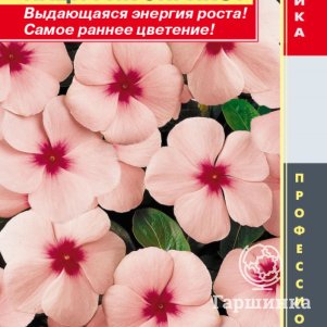 Семена Катарантус розовый (Барвинок) Пацифик Эприкот, 8 шт, Плазменные семена