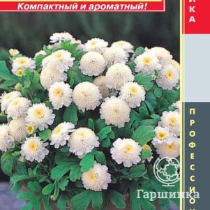 

Семена Пиретрум девичий Карлос, 10 шт, Плазменные семена