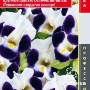 

Семена Торения (серия Hi Lite) Хай лайт Маяк, 4 шт, Плазменные семена
