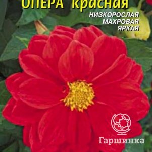 Семена Георгина Опера Красный, 10 шт - фото 1
