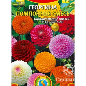 Семена Георгина Помпонная, 12 шт