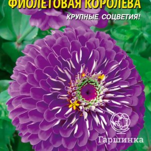 Семена Цинния Фиолетовая королева, 0,3 гр