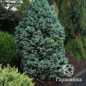 

Кипарисовик Топ Поинт туевидный
