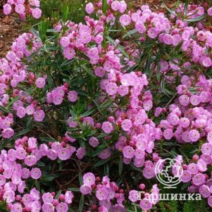 

Кальмия Ньюфаундленд многолистная
