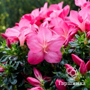 

Рододендрон (Азалия) Анук