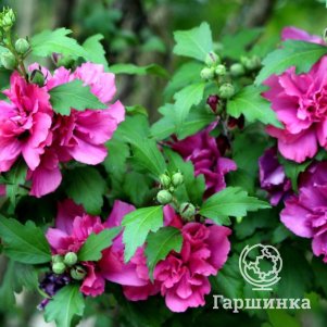 

Гибискус Фридом