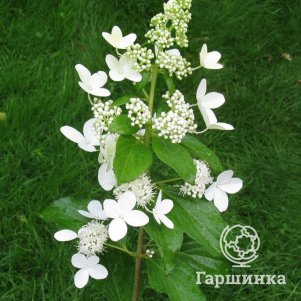 

Гортензия Вайт Голиаф метельчатая