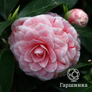 

Камелия Бономиана японская