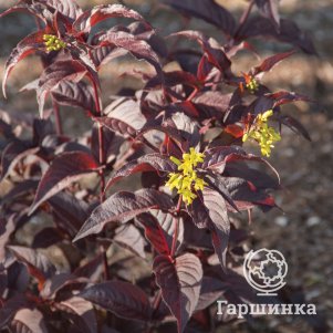 

Диервилла Дива ручейная