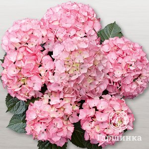 

Гортензия Шлосс Зушендорф крупнолистная