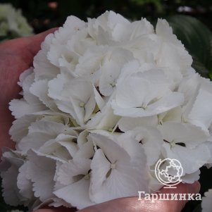 

Гортензия Шакира крупнолистная