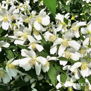 Чубушник Силберреген