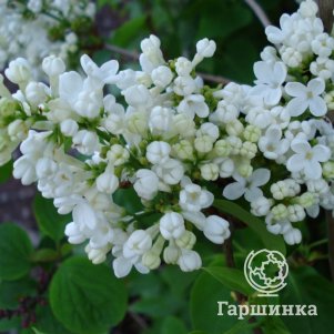 Сирень Мадам Флорен Степман