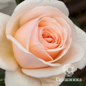 

Роза Кураж