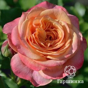 

Роза Ла Вилла Котта