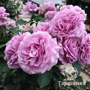 

Роза Лав Сонг, Питомник Розы Фокино