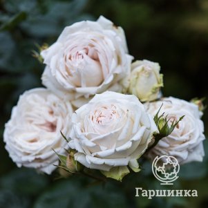 

Роза Мадам Анизетт