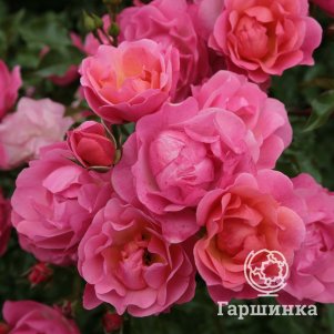 

Роза Макси Вита, Питомник Розы Фокино