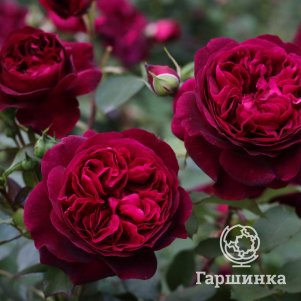 

Роза Манстед Вуд, Питомник Розы Фокино