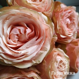 

Роза Мари Натали, Питомник Розы Фокино