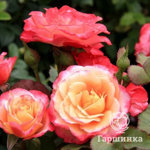 

Роза Марсель ан Флерс, Питомник Розы Фокино