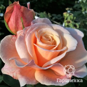 

Роза О Хэппи Дэй
