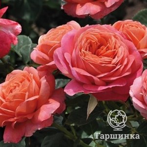 

Роза Пич Ваза