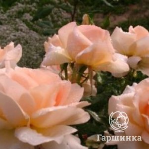 

Роза Чандос Бьюти