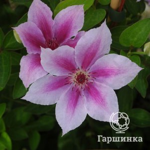 

Клематис Гиренас крупноцветковый (2)