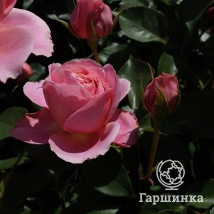 

Роза Антик Романтик