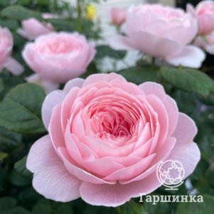 

Роза Королева Швеции, Питомник роз
