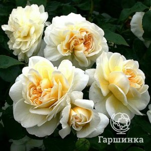 

Роза Леди Романтика, Питомник роз