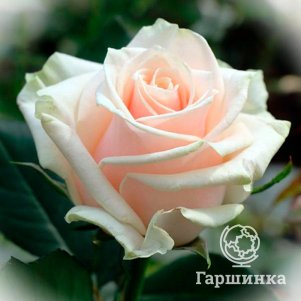 

Роза Лореин, Питомник роз